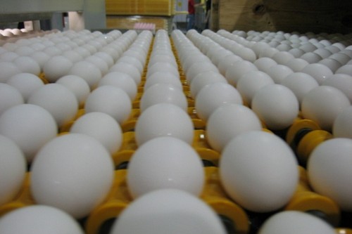 2 suspects in “contaminated eggs” scandal detained  - ảnh 1