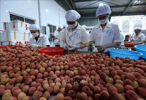 Vietnamese lychees sold in Singapore  - ảnh 1