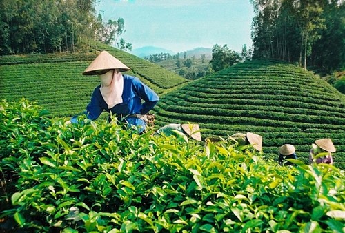 Vietnam’s tea exports to Australia surge - ảnh 1