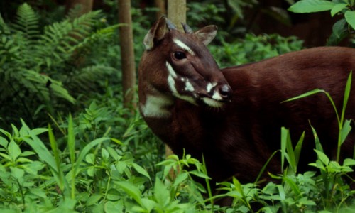 Quang Binh works to save Saola from brink of extinction - ảnh 1