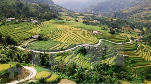 Travel program promotes Hoang Su Phi terraced fields - ảnh 1