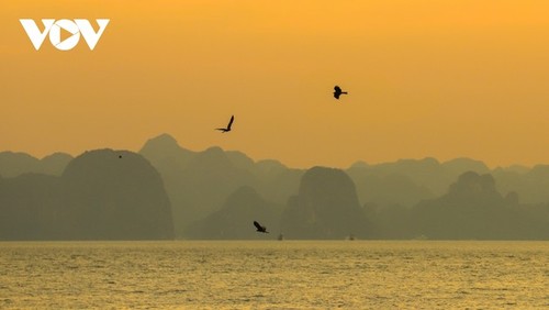 Magical beauty of the new world heritage: Ha Long Bay-Cat Ba archipelago - ảnh 10
