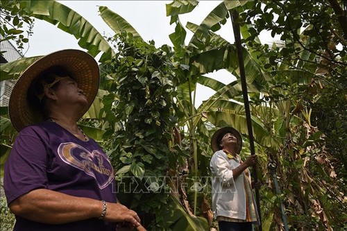 Thailand mengumumkan paket bantuan kepada para petani untuk mendorong ekonomi - ảnh 1