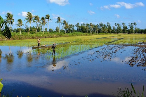 Daerah Dataran Rendah Sungai Mekong memperhebat ekspor udang - ảnh 1