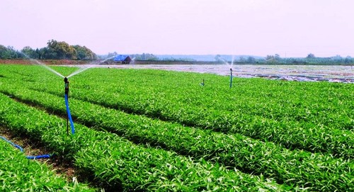 Para Petani Kota Hanoi Membuat Konektivitas Untuk Memasarkan Hasil Pertanian dalam Musim Wabah - ảnh 2