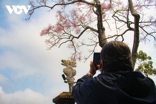Asyik Pandangi “Bunga Pohon Parasol” (Ngo Dong)  Bermekaran di Benteng Hue  - ảnh 12