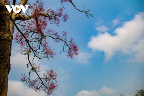 Asyik Pandangi “Bunga Pohon Parasol” (Ngo Dong)  Bermekaran di Benteng Hue  - ảnh 3