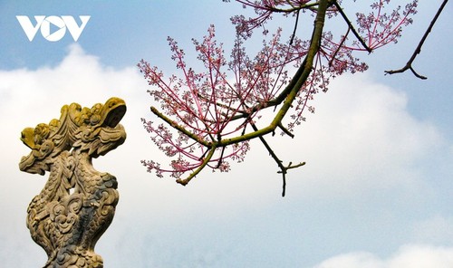 Asyik Pandangi “Bunga Pohon Parasol” (Ngo Dong)  Bermekaran di Benteng Hue  - ảnh 4