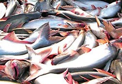 USA kündigen neue Anti-Dumping-Zölle für Pangasiusfische aus Vietnam an  - ảnh 1