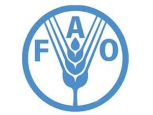 FAO-Konferenz: verstärkte Nahrungsmittelsicherheit und Armutsbekämpfung - ảnh 1