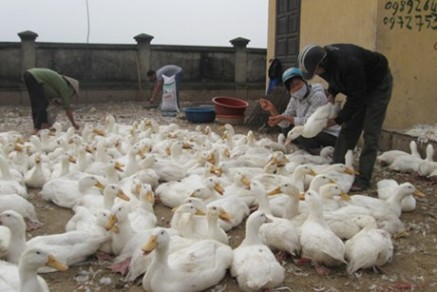 Grenzprovinzen in Nordvietnam setzen sich aktiv für die Bekämpfung der Vogelgrippe ein - ảnh 1