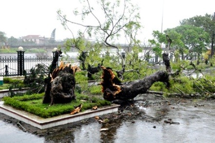 Quang Ninh reagiert gut auf den Taifun Rammasun - ảnh 1