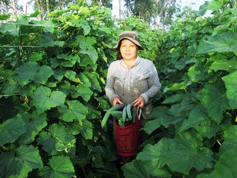 Effektive Modelle aus der Zusammenarbeit zwischen Bauern und Unternehmen der Provinz Quang Nam - ảnh 1