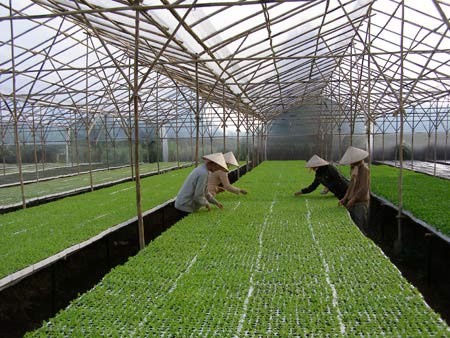 Entwicklung der intelligenten Landwirtschaft in Vietnam - ảnh 1