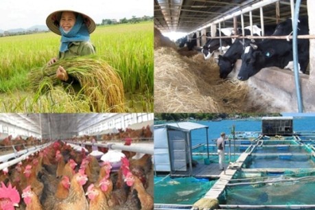 Modernisierung der Landwirtschaft und des ländlichen Raumes - ảnh 1