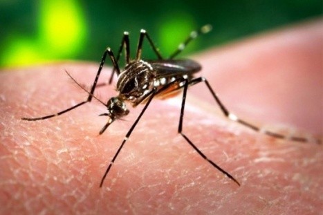 Den vom Zika-Virus verursachten Krankheiten aktiv vorbeugen - ảnh 1