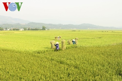 FAO prognostiziert, dass Vietnam zu den fünf weltweit größten Reisproduzenten zählt - ảnh 1