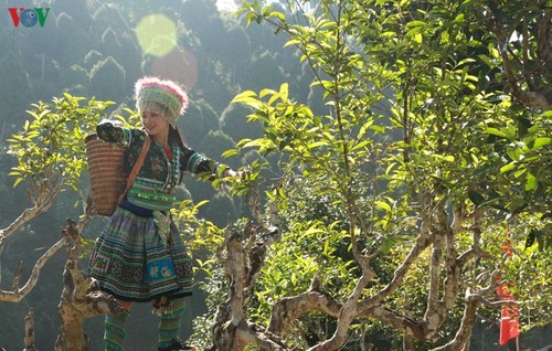 Shan-Tuyet-Tee in Suoi Giang – der Duft aus den nördlichen Bergen - ảnh 1