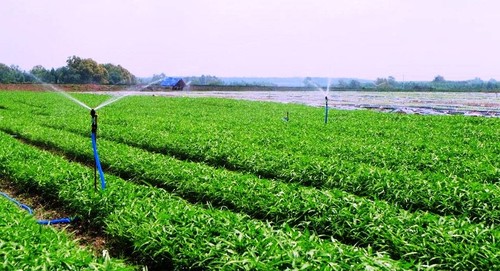 Unterstützung der Hanoier Bauern beim Verbrauch von Agrarprodukten in Epidemie-Zeiten - ảnh 1