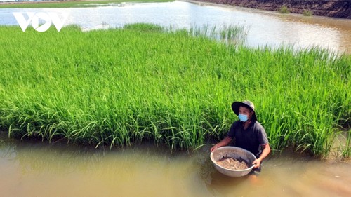 Bauern in Dong Thap führen Modell des Reisanbaus kombiniert mit Aquakultur durch - ảnh 1