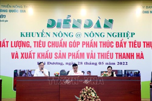 Förderung des Konsums und Exports von Thanh Ha-Litschi  - ảnh 1