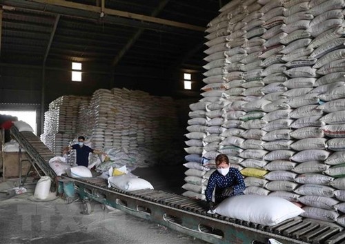 Der Preis für vietnamesischen Reis steigt auf dem höchsten Stand seit zwei Jahren - ảnh 1