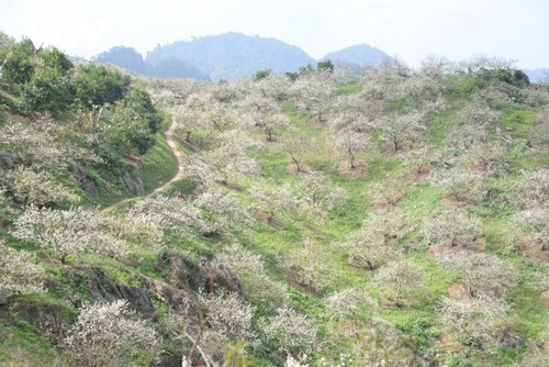 Pflaumenblüten auf dem Plateau von Moc Chau - ảnh 8