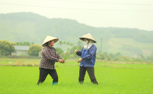 Die glücklichen Bauern in Binh Khe - ảnh 1