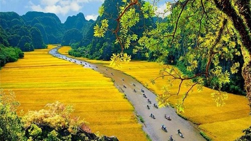 Wunderschöne Orte zur Bewunderung der goldenen Reisfelder im Herbst - ảnh 14