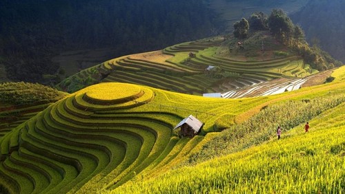 Wunderschöne Orte zur Bewunderung der goldenen Reisfelder im Herbst - ảnh 1