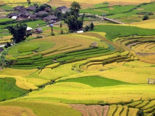 Wunderschöne Orte zur Bewunderung der goldenen Reisfelder im Herbst - ảnh 5