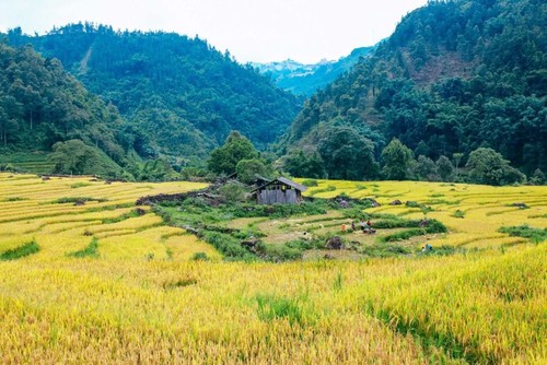 Wunderschöne Orte zur Bewunderung der goldenen Reisfelder im Herbst - ảnh 8
