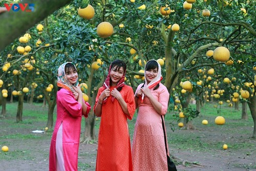 Der Pampelmuse-Garten Phuc Dien – beliebter Ort zum Fotografieren am traditionellen Neujahrsfest Tet - ảnh 5