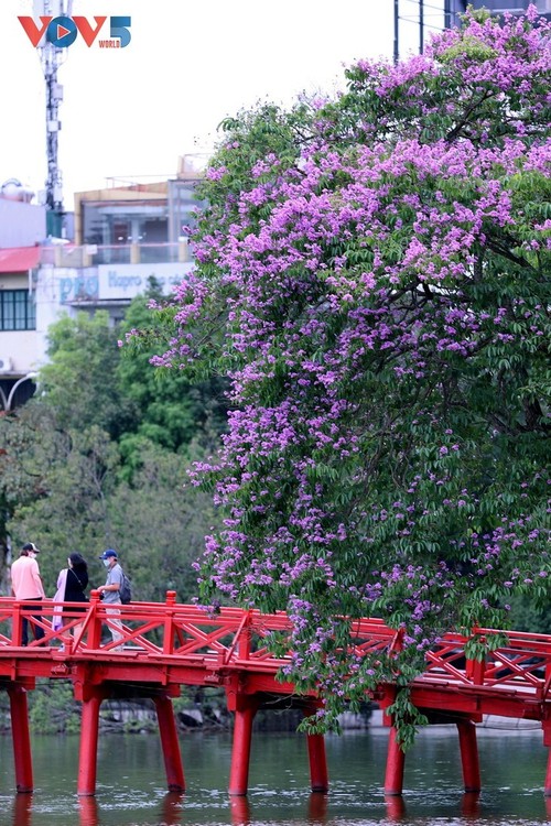 Die romantische Lila-Königinblume auf den Straßen von Hanoi - ảnh 10