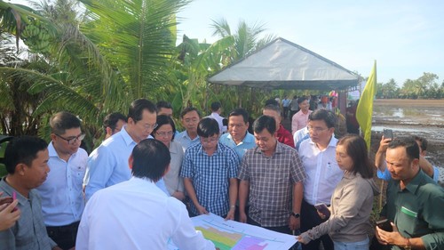 Projekt zur Entwicklung von einer Million Hektar Reis mit hochwertiger Qualität in Soc Trang - ảnh 1