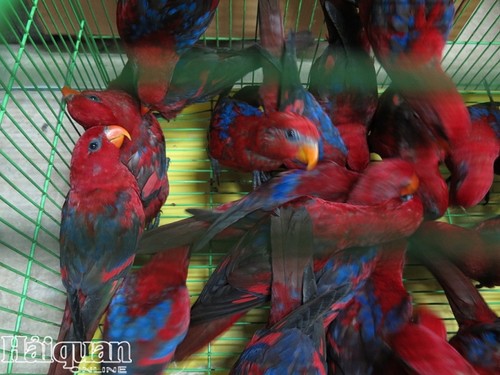 불법 수입된 300여 마리 붉은로리앵무새, 산림보호국으로 운송 - ảnh 1