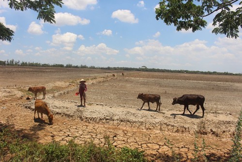 EU, 베트남의 가뭄 및 염수 피해자 지원 - ảnh 1