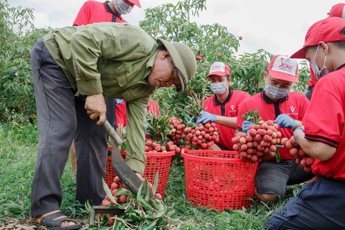 베트남 농민, 세계 각국에 대한 농산물 수출에 대해 기쁘게 생각 - ảnh 2