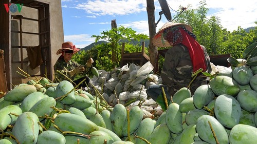 베트남 농민, 세계 각국에 대한 농산물 수출에 대해 기쁘게 생각 - ảnh 1