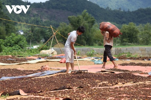 랑선(Lạng Sơn)성 주민들의 팔각 수확 - ảnh 3