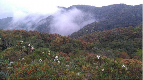 꽝남성 떠이장현, 산림 보호 및 주민 생계 개발 - ảnh 1
