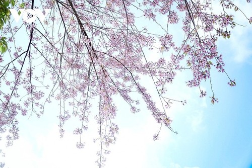 떠자이, 서북지역의 봄을 알리는 꽃 - ảnh 11