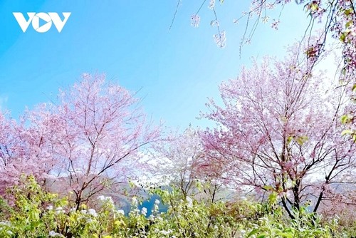 떠자이, 서북지역의 봄을 알리는 꽃 - ảnh 13