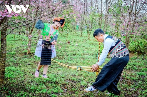 떠자이, 서북지역의 봄을 알리는 꽃 - ảnh 5