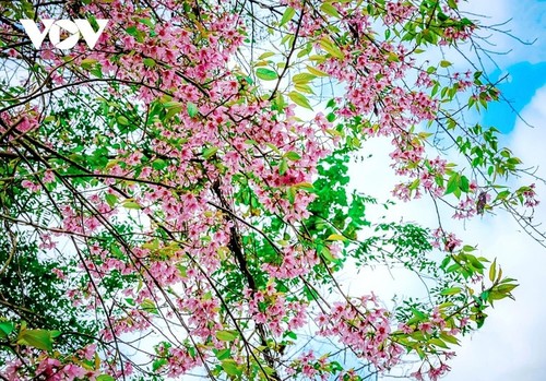떠자이, 서북지역의 봄을 알리는 꽃 - ảnh 8
