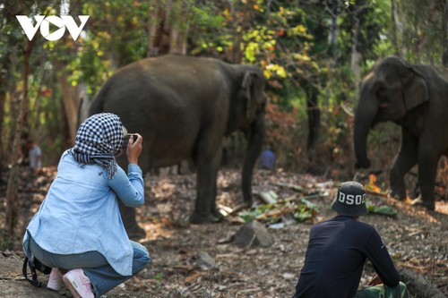 욕돈 국립공원의 코끼리 친화 여행 체험 - ảnh 2
