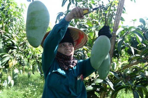 Provinsi Son La memperkuat ekspor hasil pertanian - ảnh 1