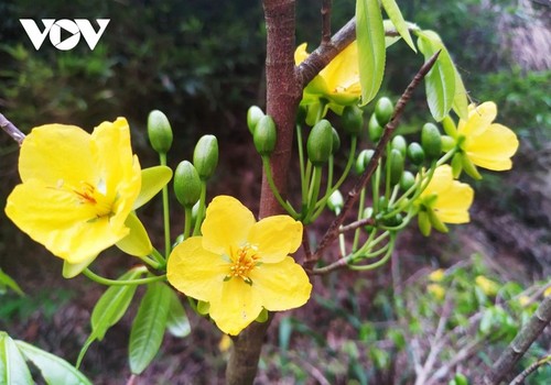 Di Musim Semi, Naiklah ke Gunung Suci, Pandangi Bunga Mai Yen Tu - ảnh 5