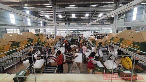 THAGRICO –Teladan Badan Usaha Vietnam yang Turut Menciptakan Lapangan Kerja bagi Warga Kamboja - ảnh 1