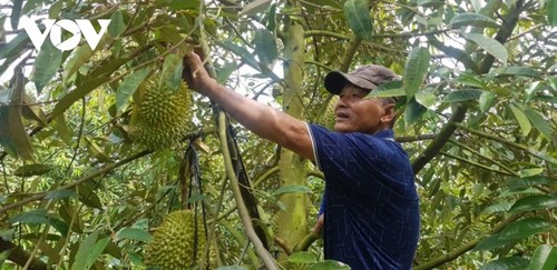 Provinsi Long An Resmi Mengekspor Durian Daerah Dong Thap Muoi - ảnh 2